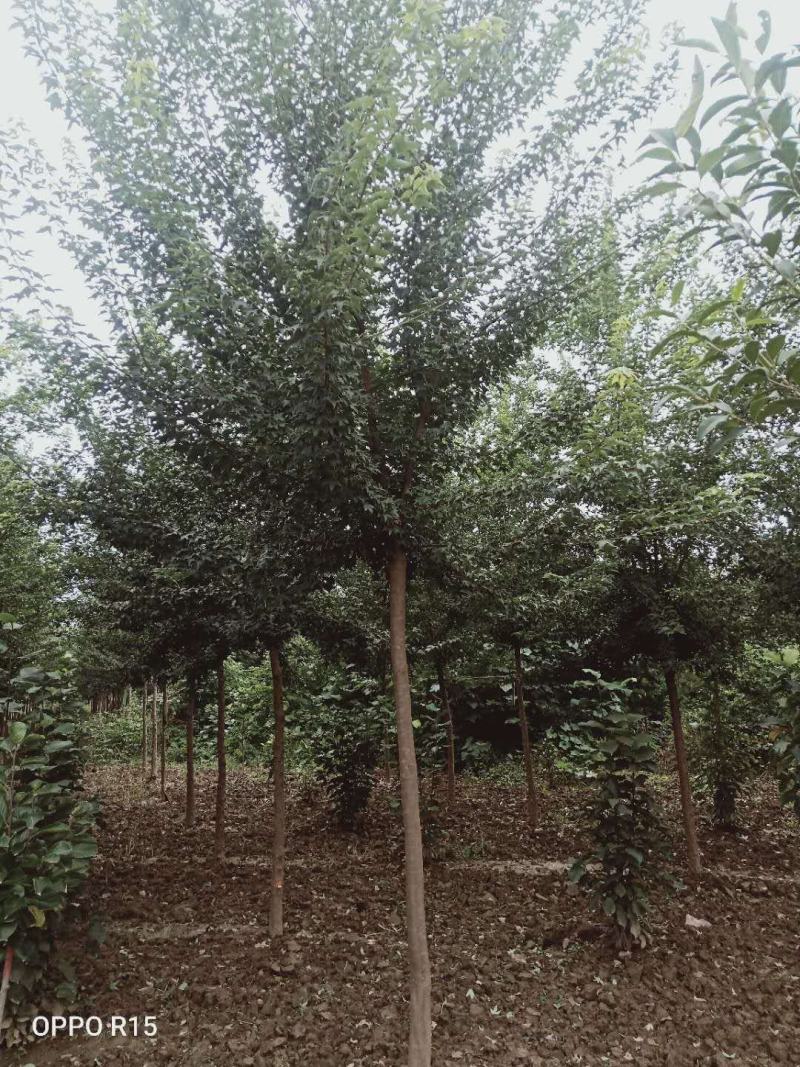 三角枫独杆三角枫精品三角枫一级三角枫