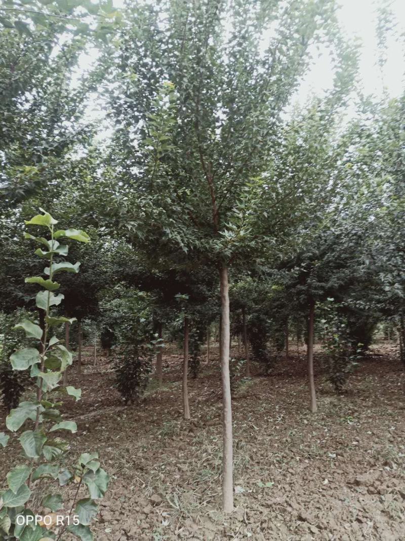 三角枫独杆三角枫精品三角枫一级三角枫
