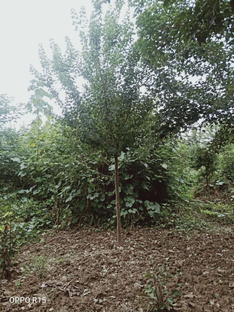 三角枫独杆三角枫精品三角枫一级三角枫