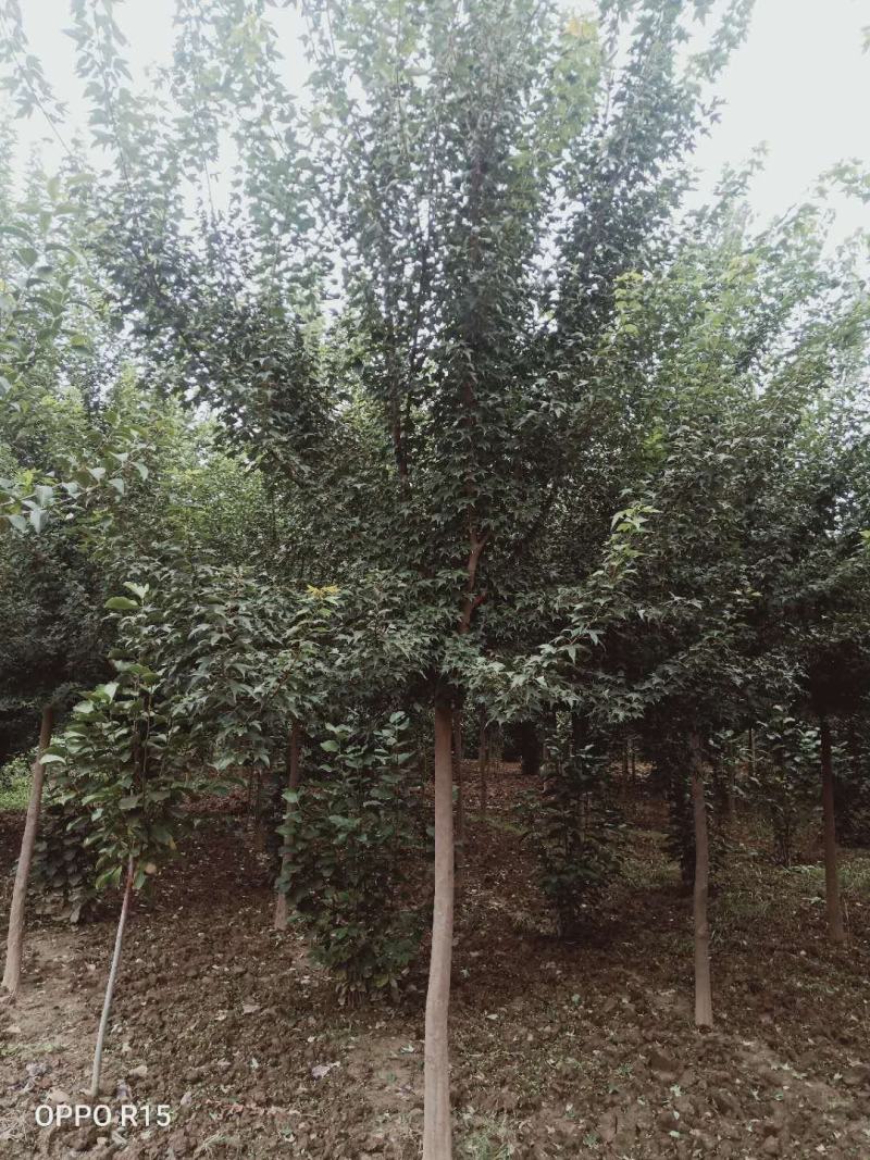 三角枫独杆三角枫精品三角枫一级三角枫