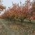 大量供应各种规格柿子树
