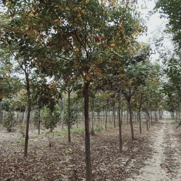 栾树北栾北京栾精品栾树独杆栾树北京栾树