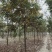 栾树北栾北京栾精品栾树独杆栾树北京栾树