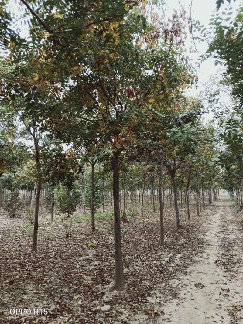 栾树北栾北京栾精品栾树独杆栾树北京栾树