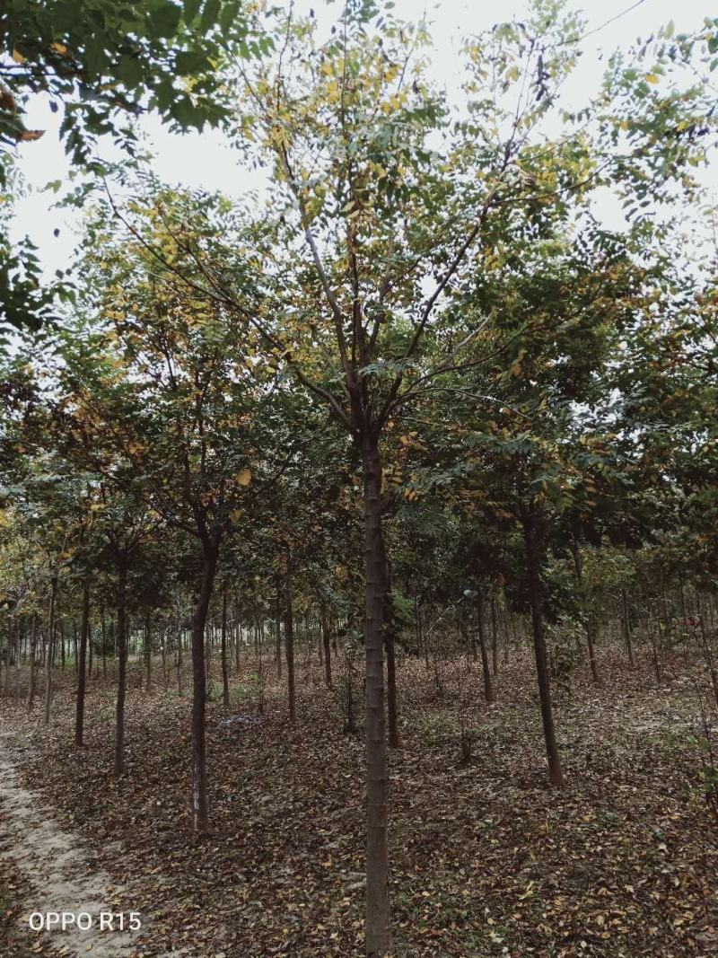 栾树北栾北京栾精品栾树独杆栾树北京栾树