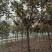 栾树北栾北京栾精品栾树独杆栾树北京栾树