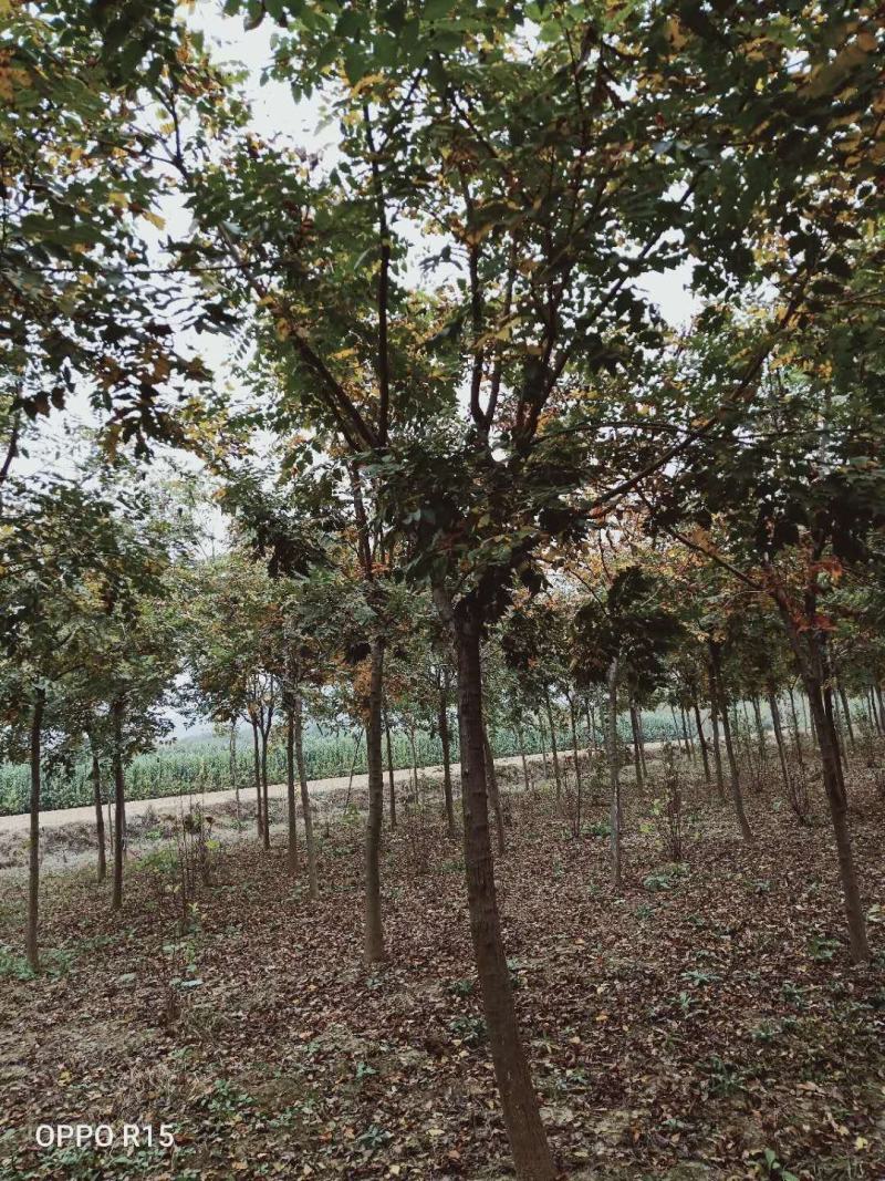 栾树北栾北京栾精品栾树独杆栾树北京栾树