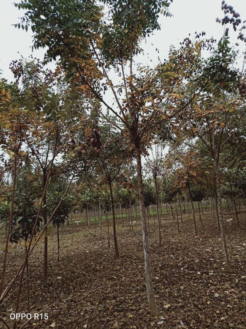 栾树北栾北京栾精品栾树独杆栾树北京栾树