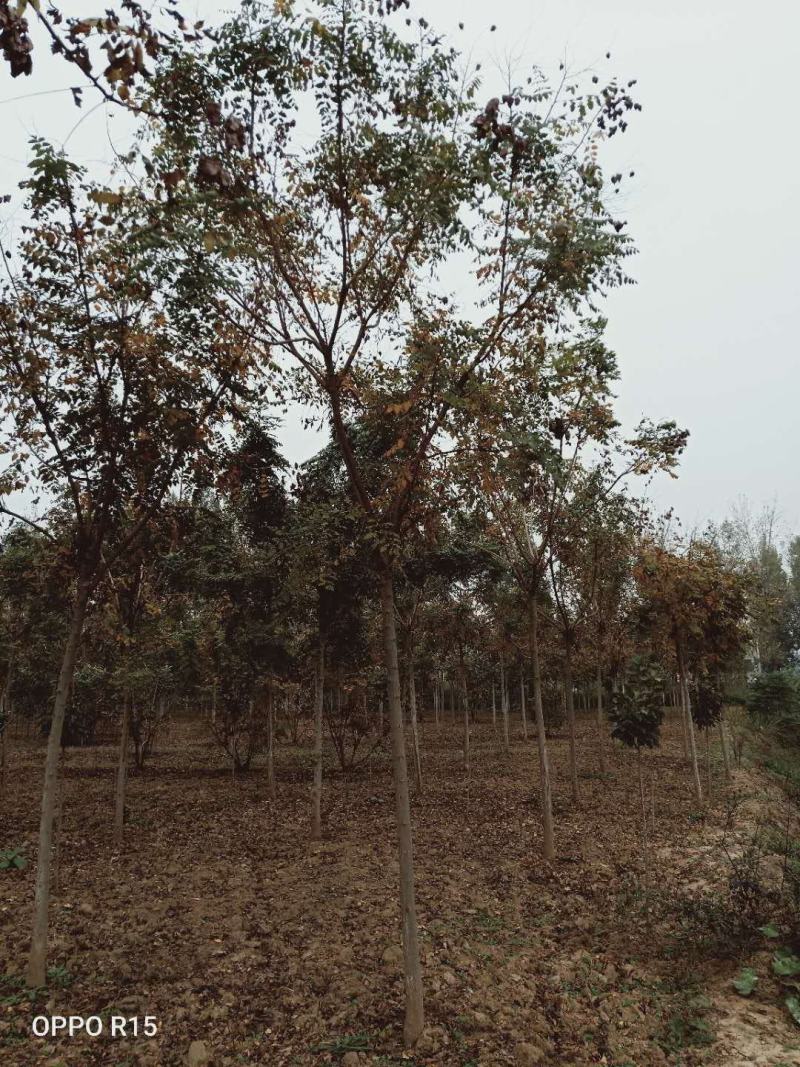 栾树北栾北京栾精品栾树独杆栾树北京栾树