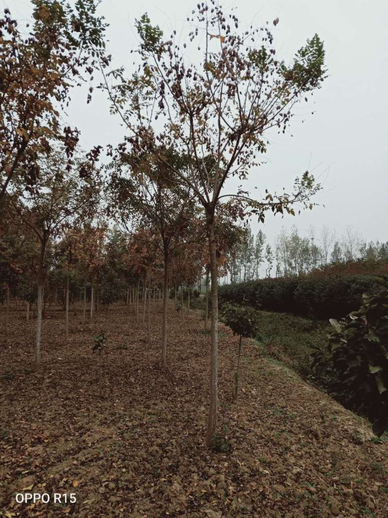 栾树北栾北京栾精品栾树独杆栾树北京栾树