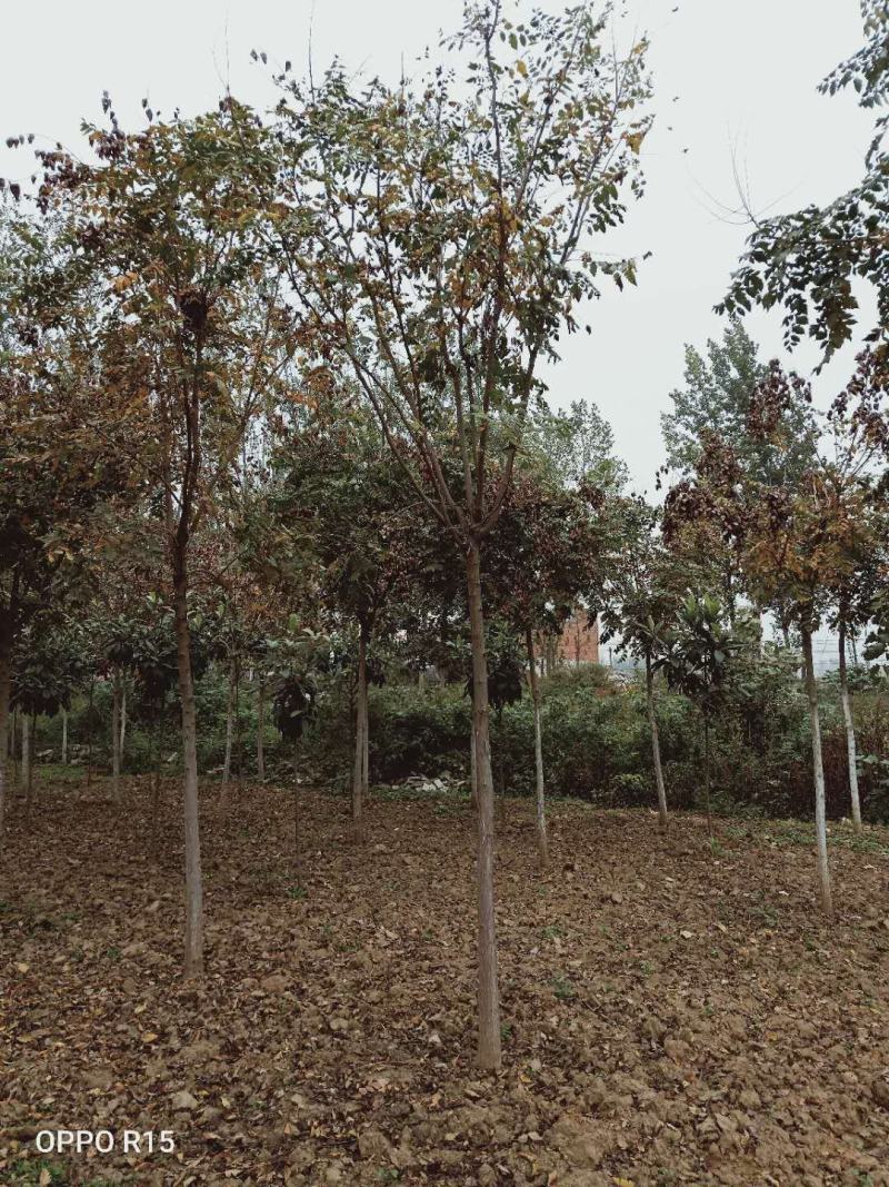 栾树北栾北京栾精品栾树独杆栾树北京栾树
