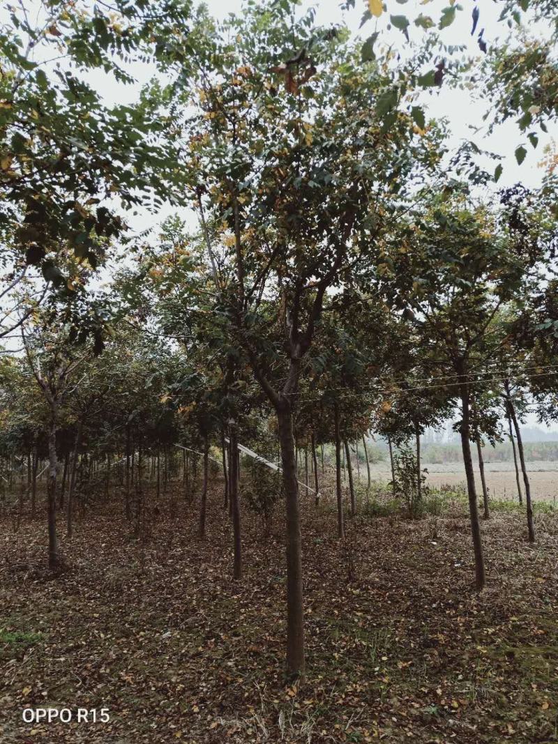 栾树北栾北京栾精品栾树独杆栾树北京栾树