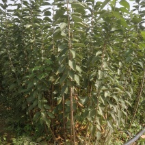 组培矮化樱桃苗，美早佛里斯科，俄罗斯八号，齐早樱桃苗，