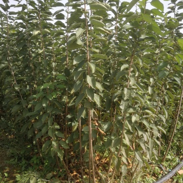 组培矮化樱桃苗,美早佛里斯科,俄罗斯八号,齐早樱桃苗,