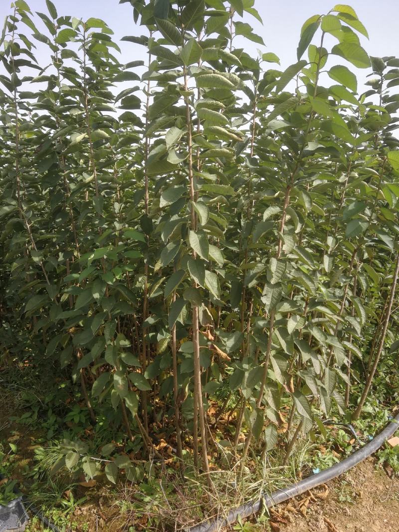 组培矮化樱桃苗，美早佛里斯科，俄罗斯八号，齐早樱桃苗，
