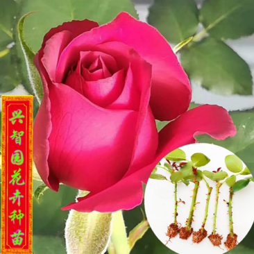 玫瑰苗卡罗拉鲜花种苗云南昆明源头产地供应支持搭配品