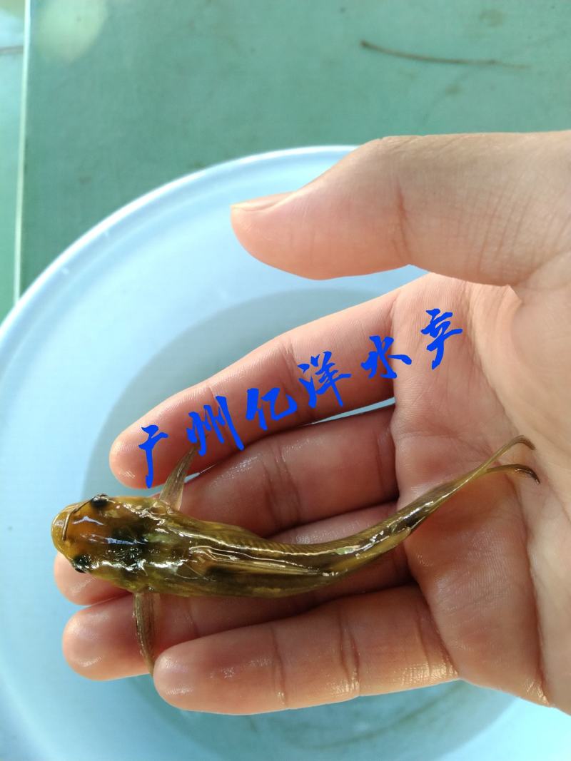 杂交黄骨鱼苗黄颡鱼苗黄辣丁提供技术包邮全国发货