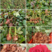 玫瑰苗卡罗拉鲜花种苗云南昆明源头产地供应支持搭配品