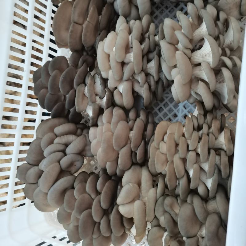 精品灰黑平菇，保质保量，量大从优