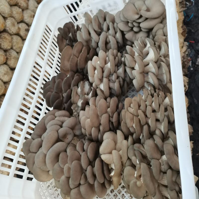 精品灰黑平菇，保质保量，量大从优