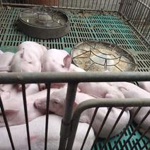 庆阳母猪猪苗苏太母猪太湖母猪大量出售产地直发