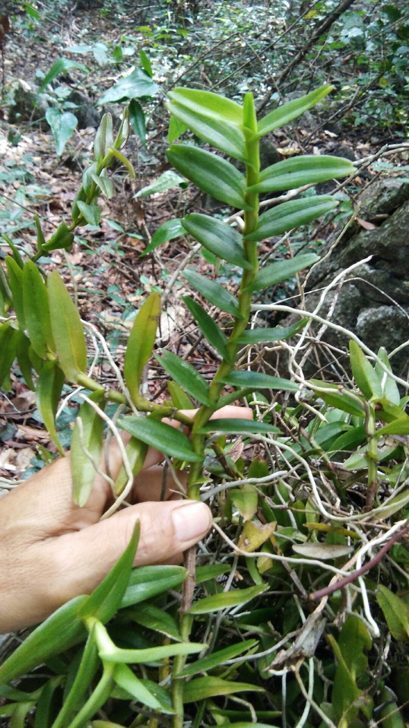 高山铁皮石斛，崇左市，预订中