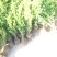 黄杨、瓜子黄杨、高山黄杨、黄杨小苗、黄杨大小球、
