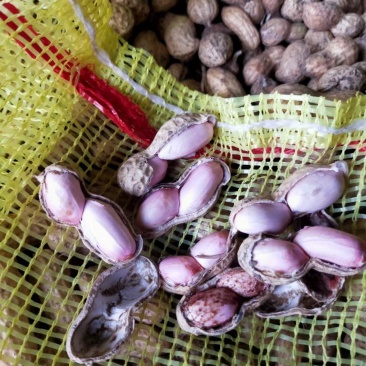 2020最后的鲜花生粒粒精选大白沙