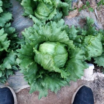 精品球生菜大量上市，货源充足，量大从优，欢迎致电