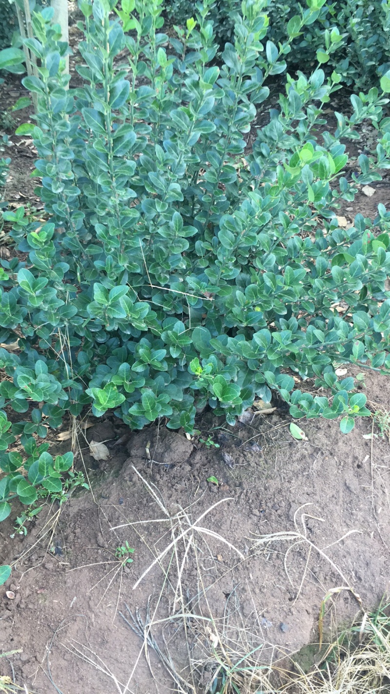 苗圃现有卫矛球、工程苗、小苗等绿篱常用苗