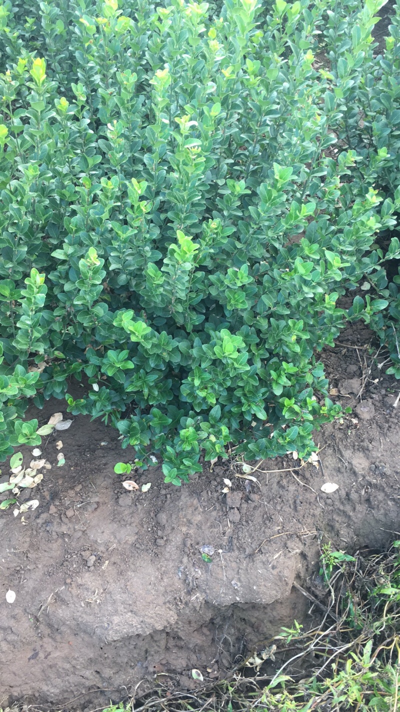 苗圃现有卫矛球、工程苗、小苗等绿篱常用苗