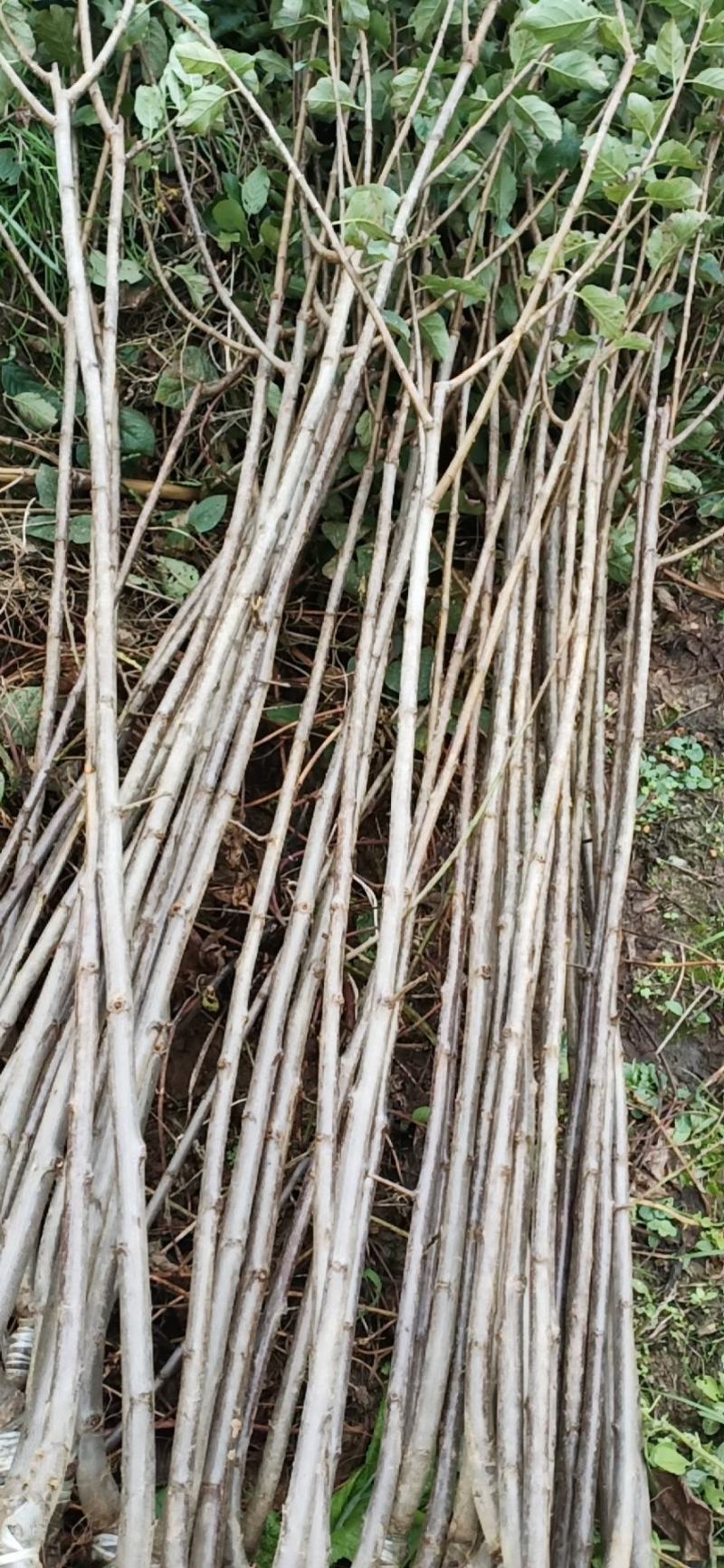 西梅李苗，恐龙蛋李苗，现挖现发，品质保证。量大价优