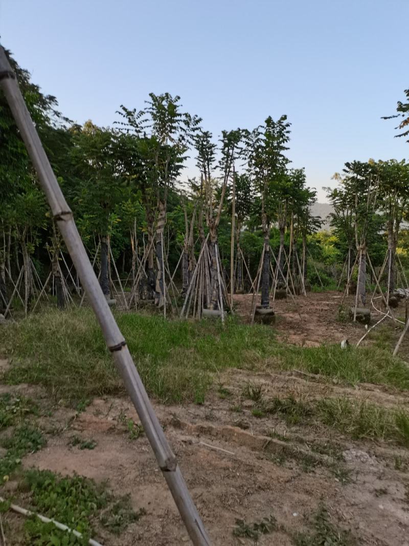 出售大量5-30本地火焰木，需要老板联系