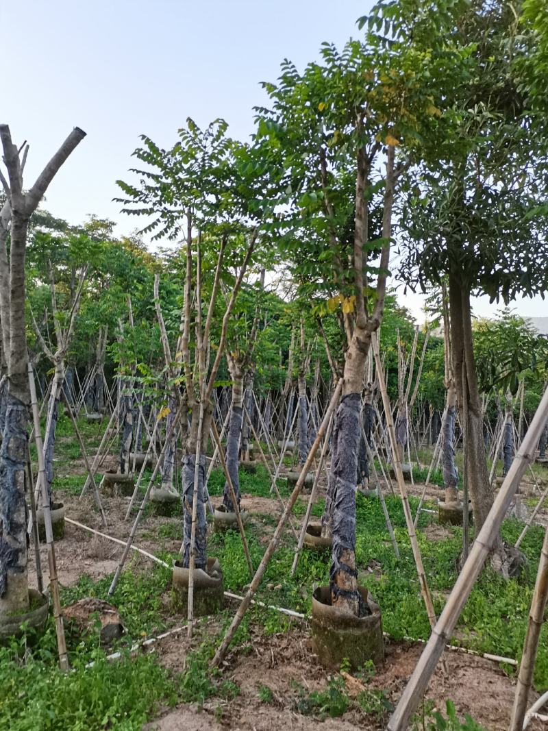 出售大量5-30本地火焰木，需要老板联系