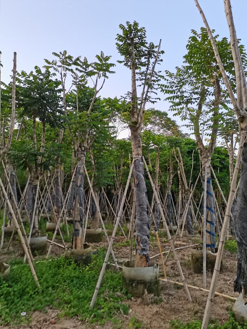 出售大量5-30本地火焰木，需要老板联系