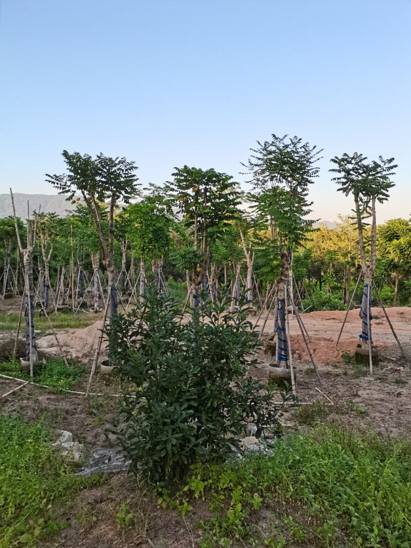 出售大量5-30本地火焰木，需要老板联系