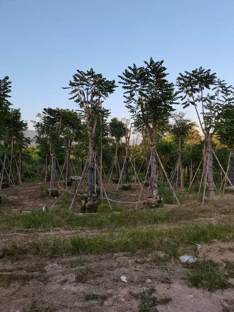 出售大量5-30本地火焰木，需要老板联系