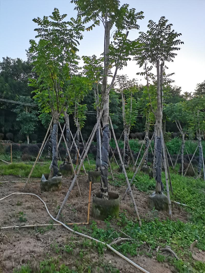 出售大量5-30本地火焰木，需要老板联系