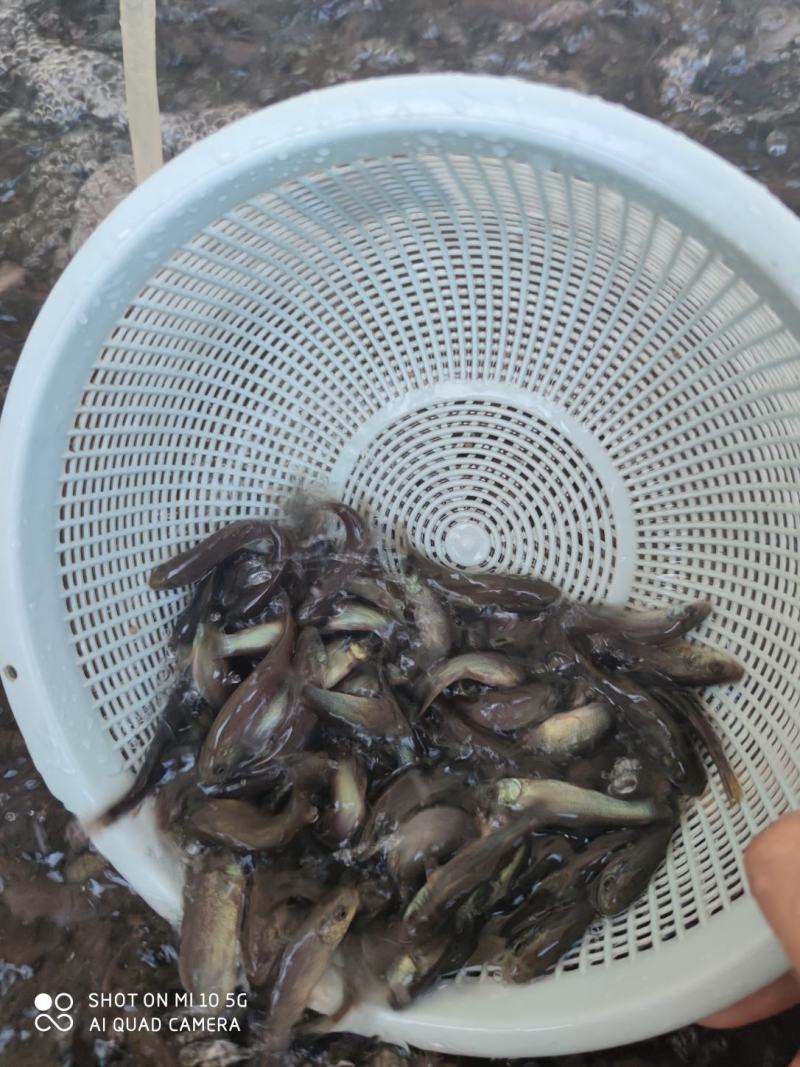 丁桂鱼苗批发+丁岁鱼苗+基地直供+包回收成品+包邮发货