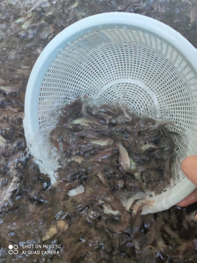 丁桂鱼苗批发+丁岁鱼苗+基地直供+包回收成品+包邮发货