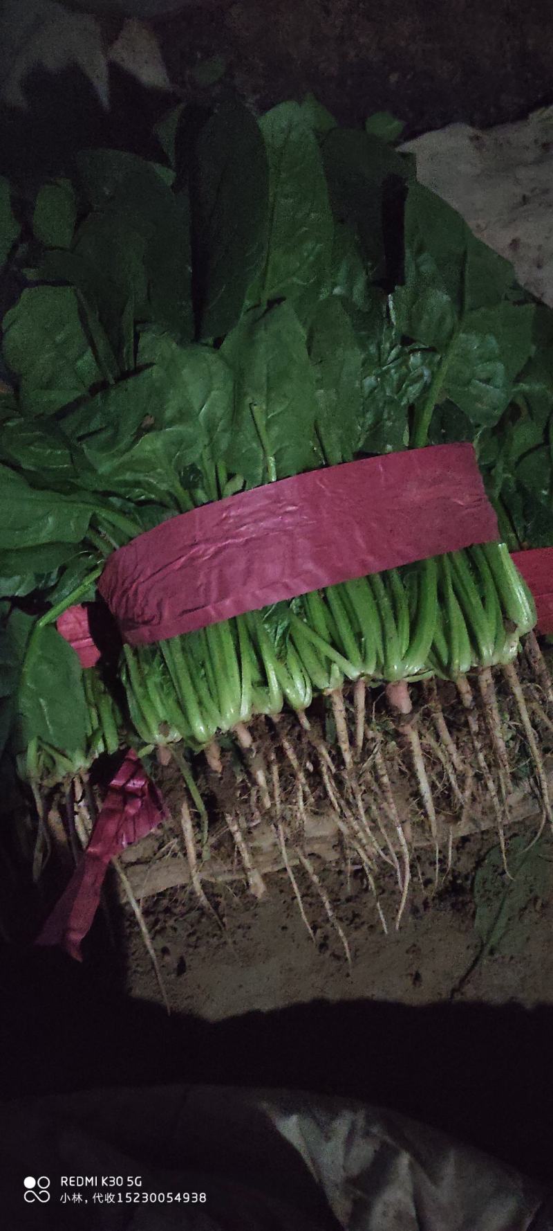 河北『精品』菠菜大量上市，价格便宜，可以视频看