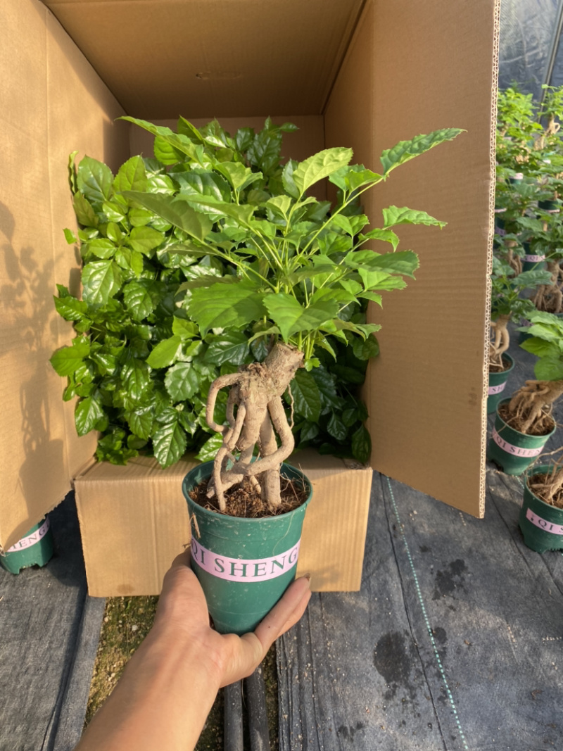 幸福树绿宝提根盆景加伦盆大小规格齐全整箱批发