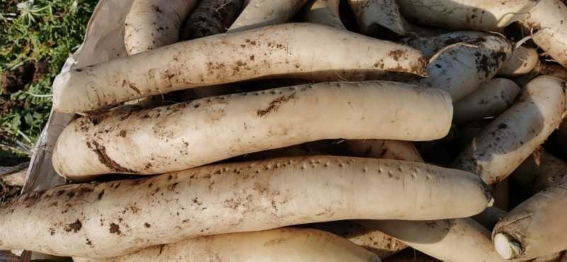 高品质淹制白萝卜质量好欢迎各位新老客户洽谈合作。