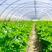 博爱万亩蔬菜基地，2千亩优质芹菜上市，质优价廉，全国批发