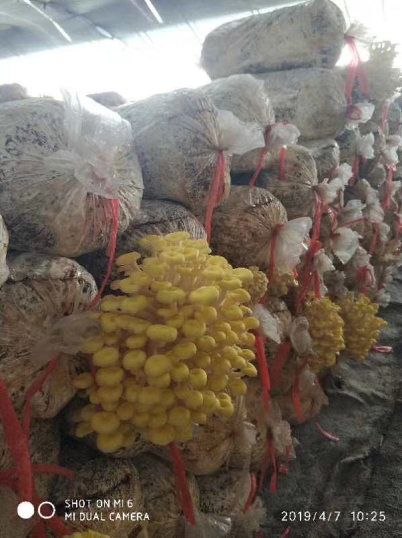 低价处理一批榆黄蘑岀菇菌包