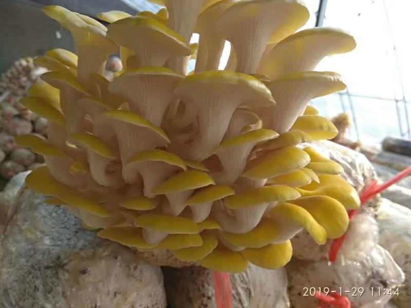 低价处理一批榆黄蘑岀菇菌包