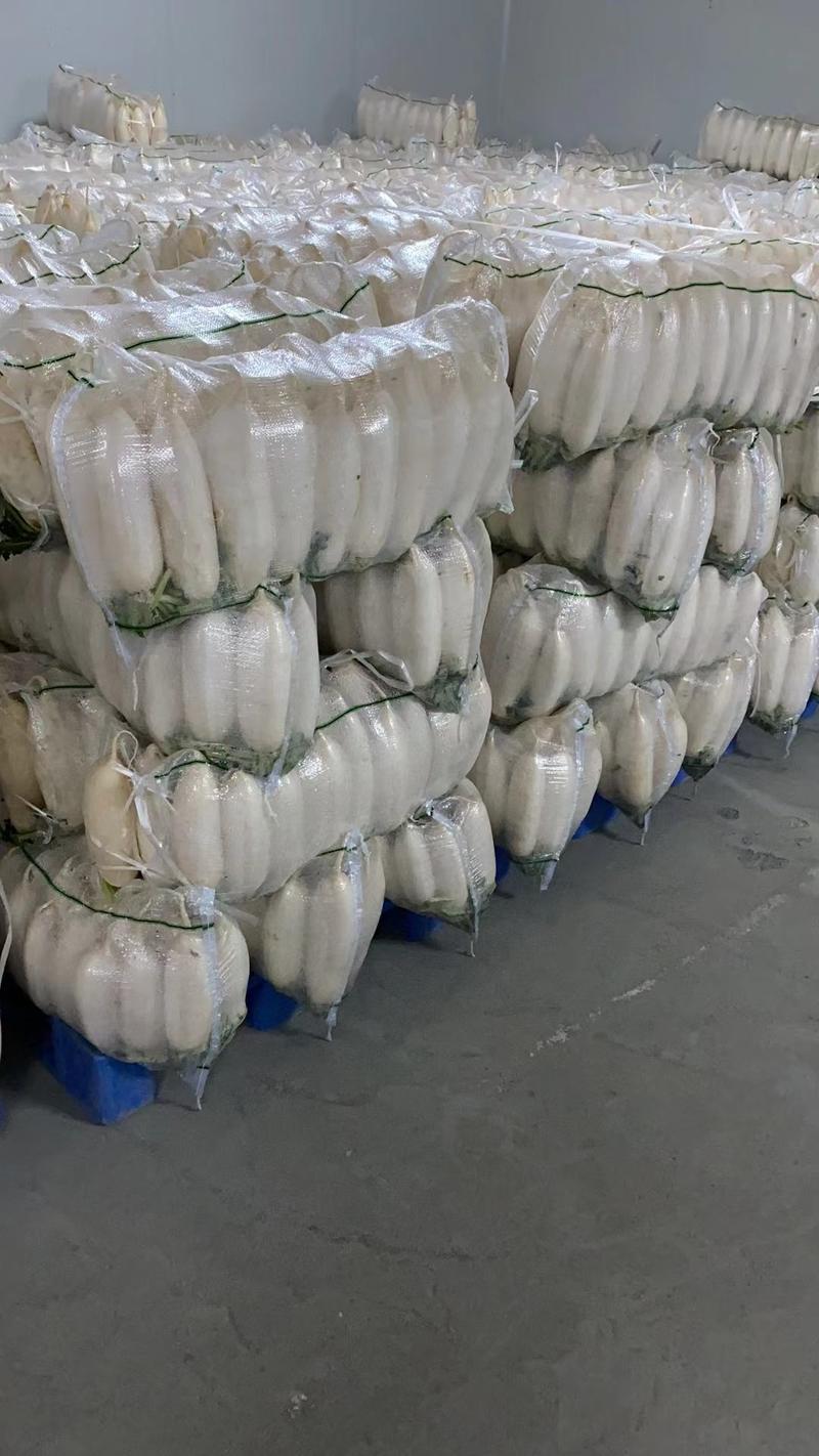 白萝卜1.0~1.8斤精品白萝卜万亩产地直发加工厂货