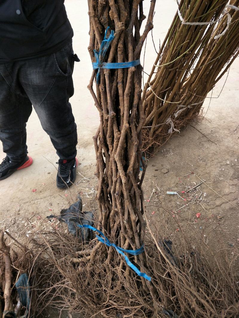 阳光玫瑰高枝葡萄苗，粗1.5，高2米，挂果苗。