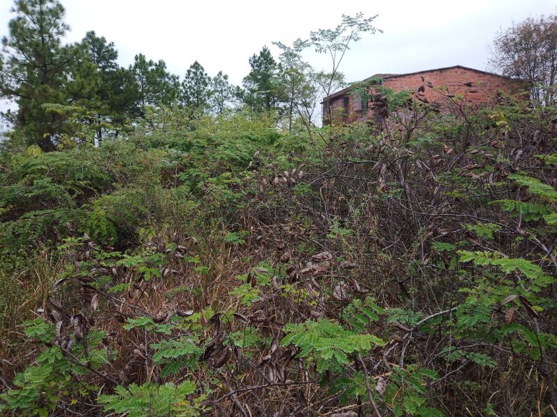 斗米虫鸟了不踏刺虫云实树上的正宗真品假一赔十