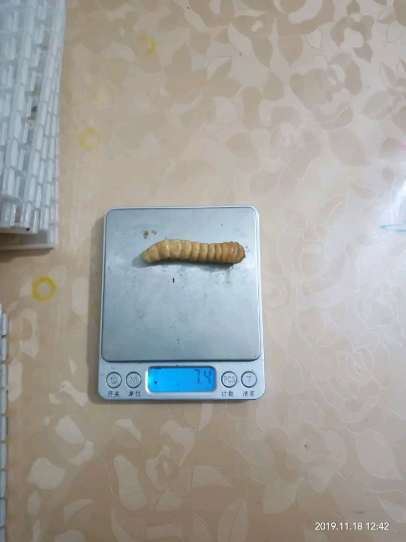 斗米虫鸟了不踏刺虫云实树上的正宗真品假一赔十